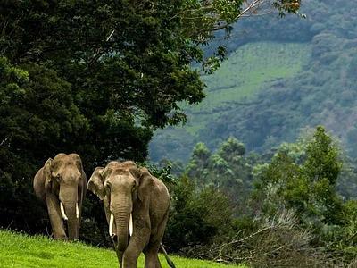Image of Thekkady Munnar Tour Packages:4 Days - 2