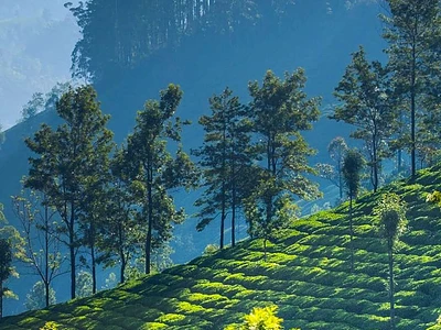 Thekkady Munnar Tour Packages:4 Days